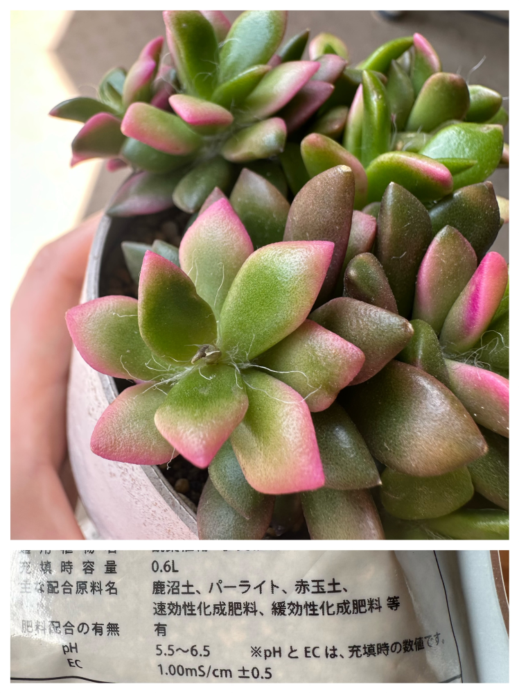 初心者です。2月に購入した多肉の桜吹雪です。6月に花が咲くと 