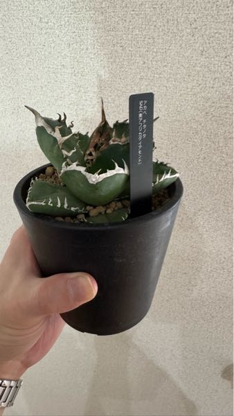 前から興味のあったアガベを購入しました以前に比べてかなりお値