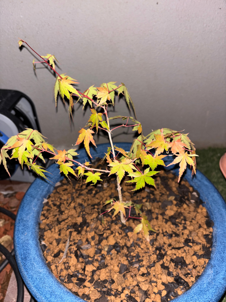 もみじの鉢植えについて。5月頭に実家の地植えからいただき、鉢 