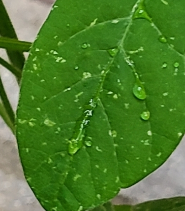 野趣菜園様 えだまめの葉 1252411_l.jpg