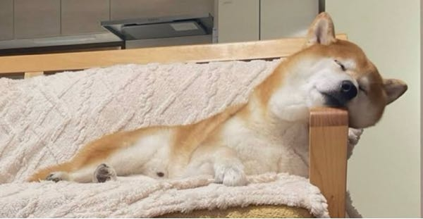 「犬ファースト」で暮らしてますか？