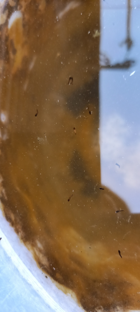 これ何ですか？ メダカの換え水としてベランダに置いていたバケツに、数日で大量に湧いてました。よく見ると僅かにうごめいていたので、何かの生き物だと思います。面倒なのでそのままメダカの飼育ケースに投入したら、あっという間に全部食べちゃいました。なんだったのでしょうか？