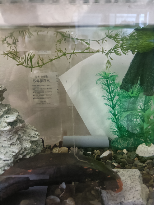 テトラCX－60クールボックスについて。水温が下がらずエビが全滅し