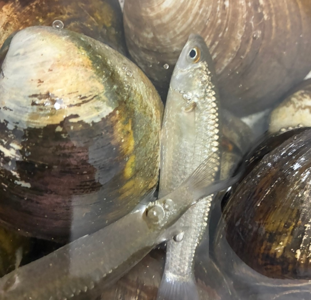 この魚の名前が知りたいです！