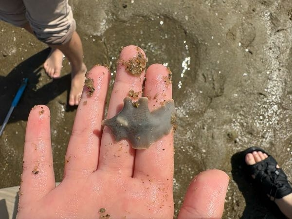 潮干狩りに行ったら、この生き物がいました。 この生き物は何なのか教えてください。 よろしくお願いします。