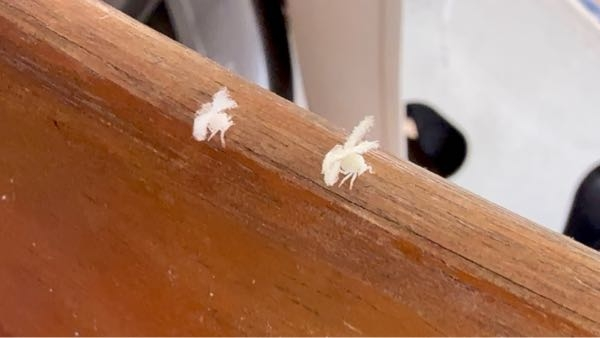 名前を教えてください。 5〜10mmくらい