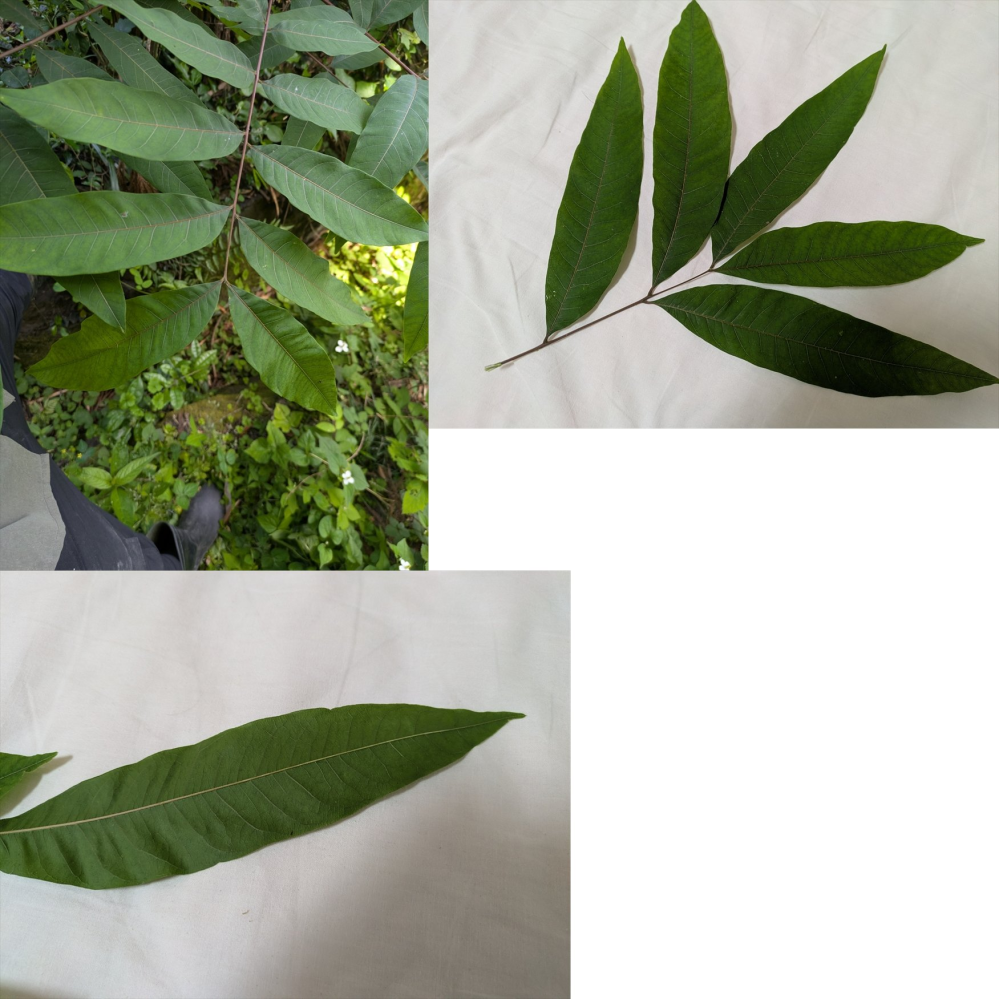 この葉っぱは何の植物ですか？場所は滋賀県近江八幡市。お寺の近くの林