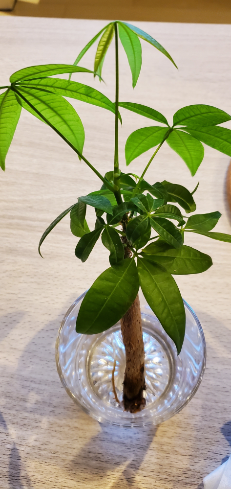観葉植物の名前がわかりません。緑の葉に白の線が入っています。白では