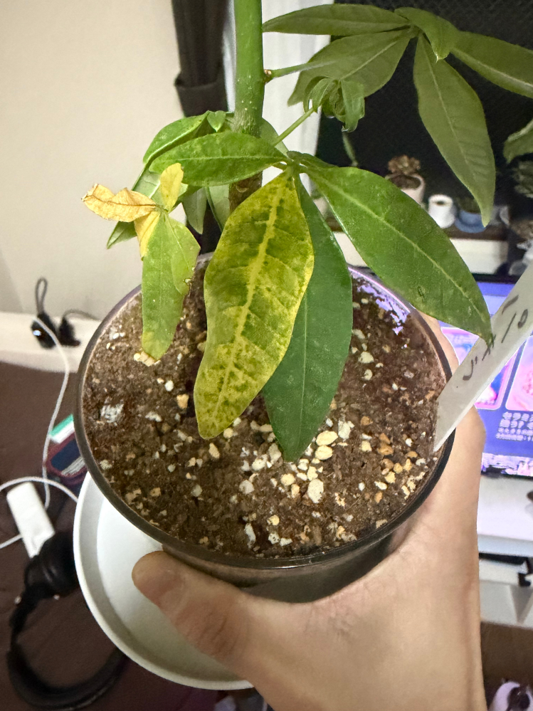室内で育てているパキラについて質問です。最近、1枚の葉（5枚の小葉で