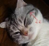 ポケモンxyカフェって通う意味あります 技マシンとか貰えたりするんかな 全 Yahoo 知恵袋