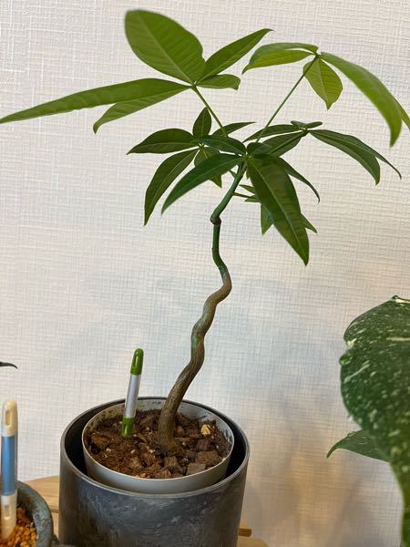 1ヶ月ほど前に購入したこのパキラは徒長気味でしょうか？東窓か