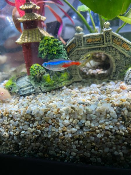 子どものころ、金魚を飼っていました。2回ほど、その金魚が金魚鉢から