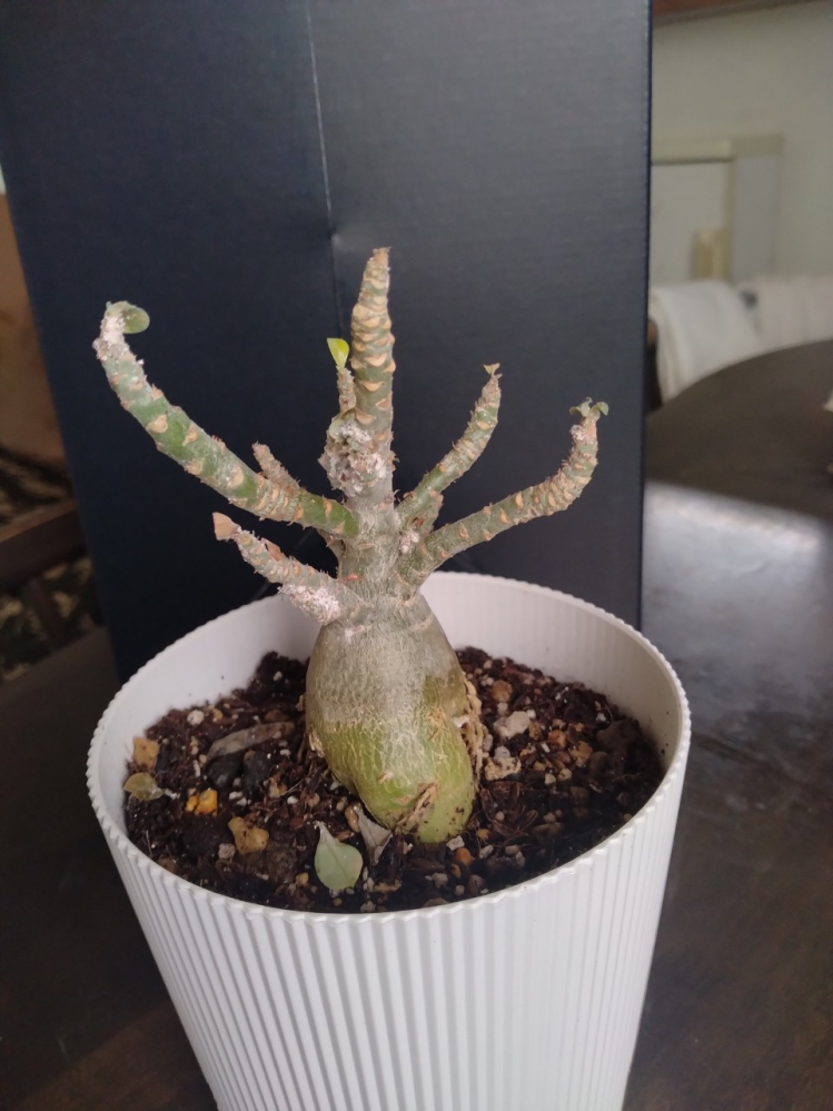 ヤフオクでこのようなアガベの商品がありました。多肉植物アガベ