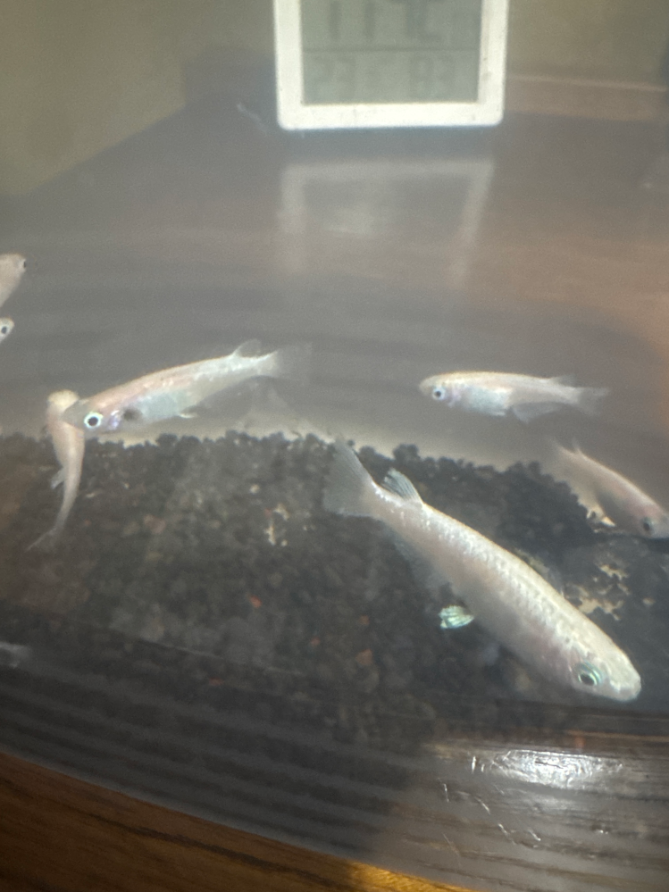 オスカーついて質問です。60cm水槽でオスカー2匹を飼うことはできます