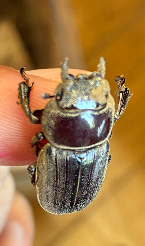 オオクワガタの、早期羽化ということを良く耳にしますが、雄の早期羽化