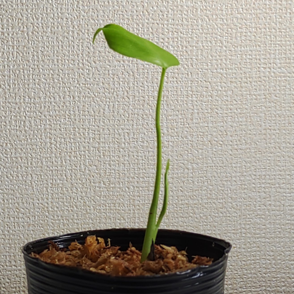 モンステラデリシオーサフルミントホワイトモンスターのTC株を