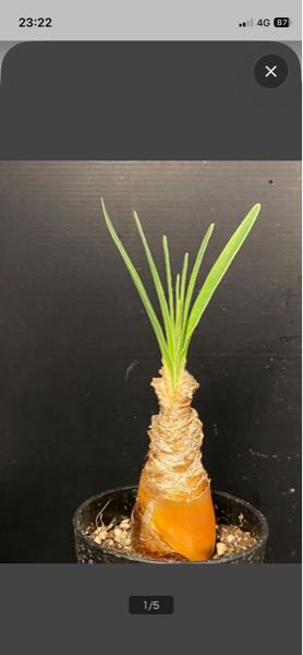ヤフオクで、球根植物のブーファン・ディスティチャを落札しました