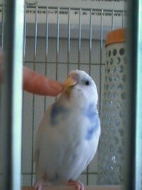 手を怖がる 嫌がる 手乗りセキセイインコ 生後７ヶ月程 Yahoo 知恵袋