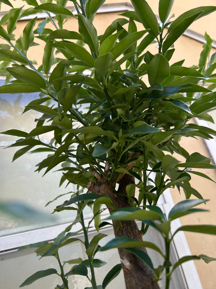 金柑の木について質問です。あまりに生い茂ってしまったため、大