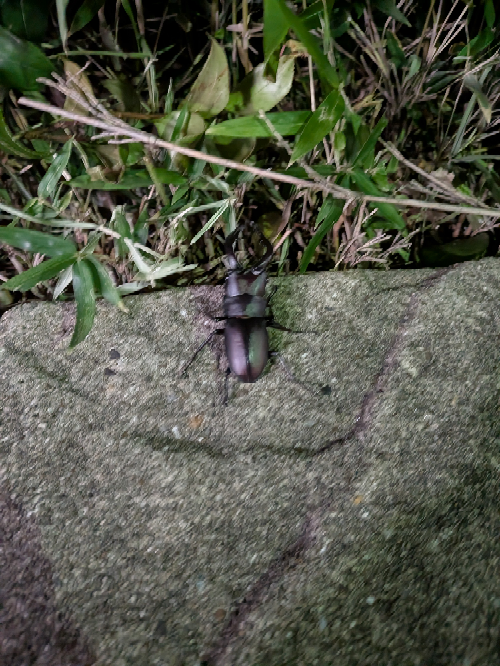 オニヤンマとコーカサス オニヤンマとコーカサスオオカブトってどちらが強いと思いますか