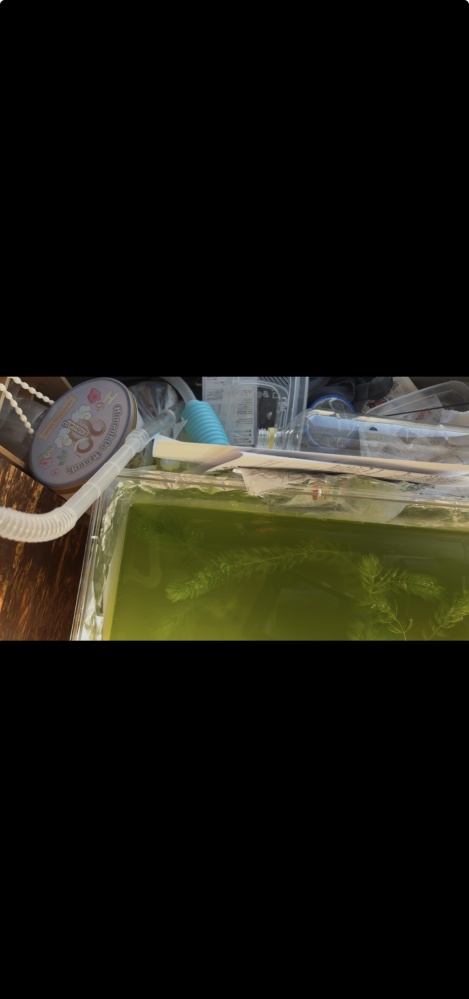 アクア初心者です今30cm水槽でお魚1匹飼育しています。アクアの沼 