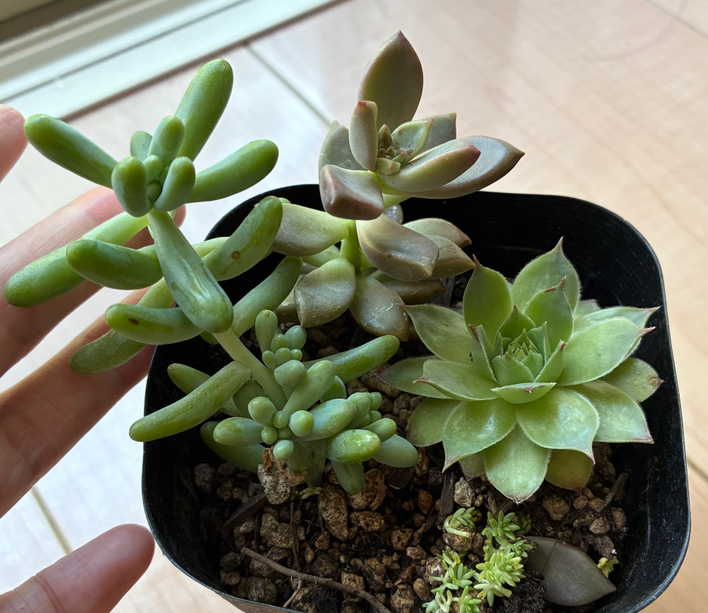 多肉植物初心者です。名無しの多肉植物を購入しました。手前の手を添え