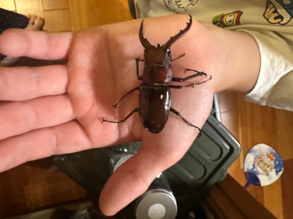 山梨県に行くのですが、オオクワガタを採集したいので、オオクワガタを 
