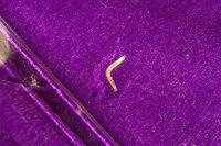 アスパラが植えてある ハイドロカルチャー用ポリマーに白い虫が Yahoo 知恵袋