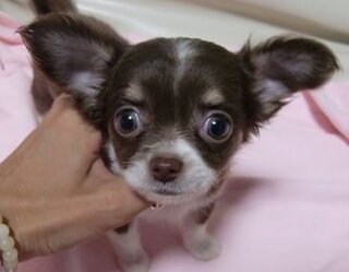 換毛期についてお尋ねします チワワ ロング ６ヶ月を飼っています Yahoo 知恵袋