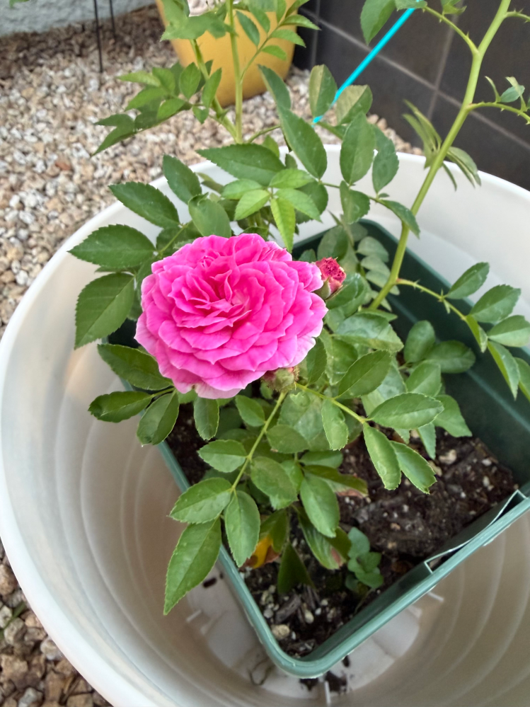 薔薇の名前についての質問です。添付した写真の薔薇の名前を教えて