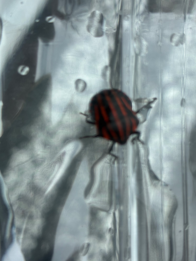 虫 この虫は、わかりますか。 - アカスジカメムシと見受けられま