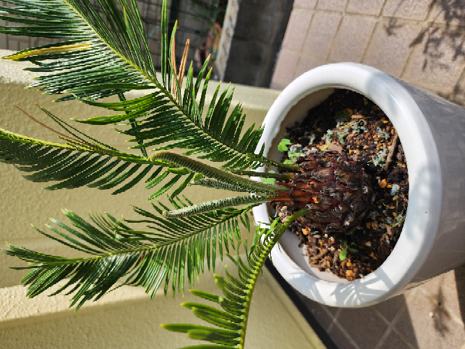 ソテツの新芽が出てきました。今まではえている葉っぱはそのまま
