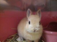 至急 うさぎの巣作りについて ネザーランドドワーフのメス 1日に2 Yahoo 知恵袋