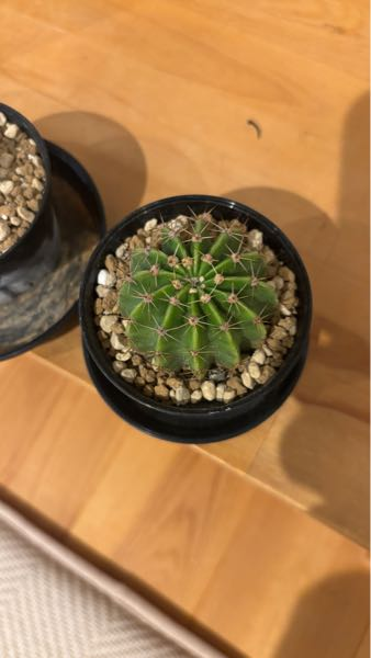 このサボテンの種類、品種がわかる方いますか？実家にあったもの