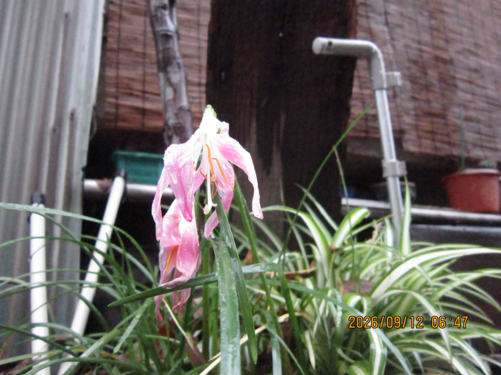 このしおれかけた花は何でしょうか？すみません。本当は前日に撮る予定