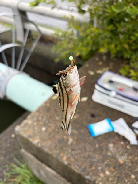 やはり60cm級のチヌを釣るには、60cm級のチヌが上がって - Yahoo!知恵袋