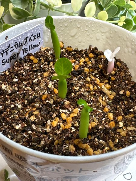 柱サボテン鬼面角のカット苗を購入し、乾燥、発根をしていたため、さぼ
