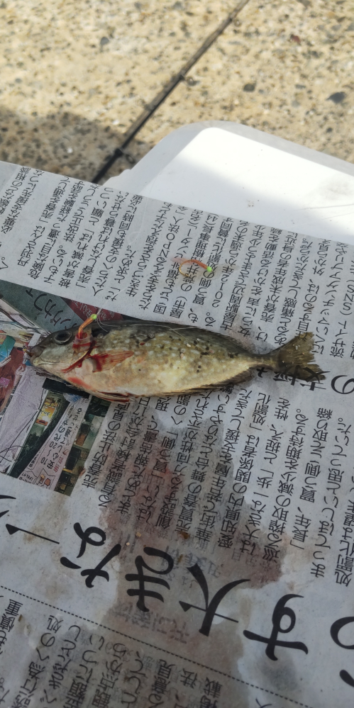 やはり60cm級のチヌを釣るには、60cm級のチヌが上がって - Yahoo!知恵袋