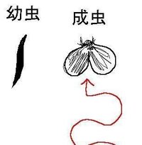 排水口から何かが毎日出てきます 教えて 住まいの先生 Yahoo 不動産