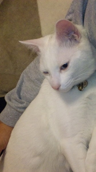 最近うちの猫の下痢が止まらないんですが、原因はいったいなんな 