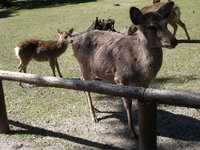 蝦夷鹿の雄の角は年に一回生え変わるそうですがいつ抜け落ちるのですか ま Yahoo 知恵袋