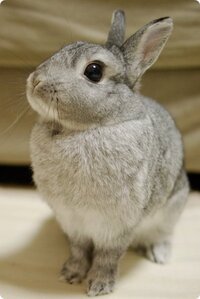 これもネザーランドドワーフ ネザーランドドワーフは寸詰まりの丸顔が特徴 Yahoo 知恵袋