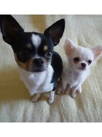 おもちゃで遊ばない犬と 楽しく遊ぶ方法を教えてください 飼っているのは Yahoo 知恵袋