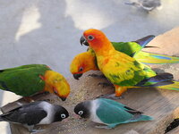 この鳥の名前を教えて下さい カラフルな方の鳥です また ど Yahoo 知恵袋