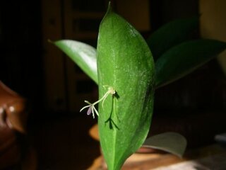 葉の裏から芽が出て花が咲きました なんという植物でしょうか Yahoo 知恵袋