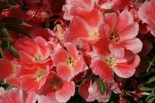 この花はゴデチアですか ゴデチヤだとおもいます Http W Yahoo 知恵袋