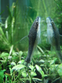 オトシンクルスが1日で死んでしまいました昨日の夜に立ち上げてから Yahoo 知恵袋