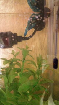 ベタについて質問です ベタは人によくなつくような生き物なのでしょう Yahoo 知恵袋