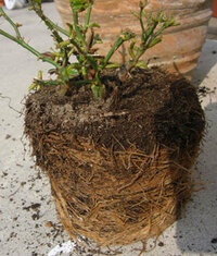 ミニバラの植え替えについて質問です 1つの鉢に小さい苗が4本挿し木して Yahoo 知恵袋