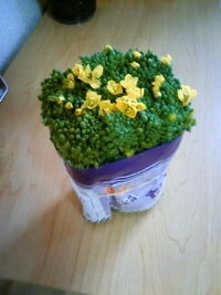 菜の花の 花 は一緒に食べますか おひたしにでもしよう Yahoo 知恵袋